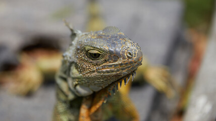 Leguan in Guayaquil Ecuador 