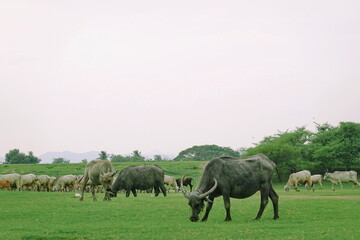 Fototapeta premium Herd of buffalo grazing in a green meadow on a sunny day