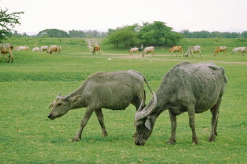 Herd of buffalo grazing in a green meadow on a sunny day