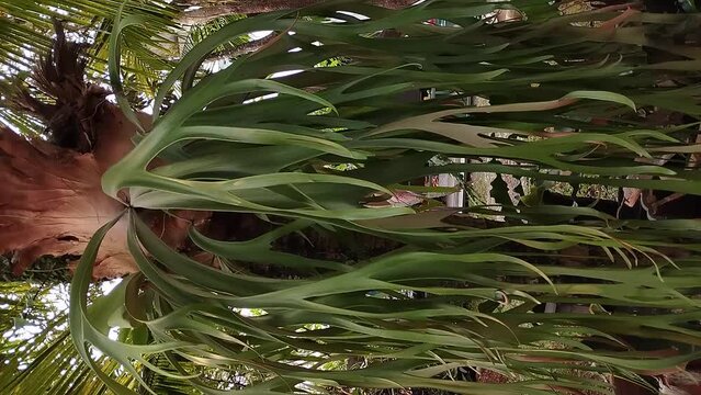 Kadaka leaves (Asplenium scolopendrium) extend downwards. Swaying in the wind. vertical format. Very lush.