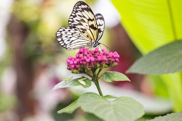 Schmetterling auf der Suche nach Nahrung