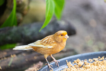 Goldener Vogel sitzt auf einem Ast