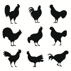 Pet poultry silhouettes and icons. Black flat color simple elegant Pet poultry animal vector and illustration.