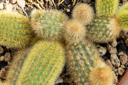 Cactus cleistocactus winteri close up
