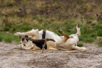 Blonde Labrador Retriever lies on its back in the sand, playing with a stick; dog in the sand; animal photography