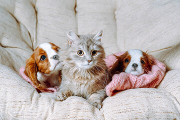 Three friends relax on sofa indoor. Siberian cat and two little Cavalier King Charles Spaniels...