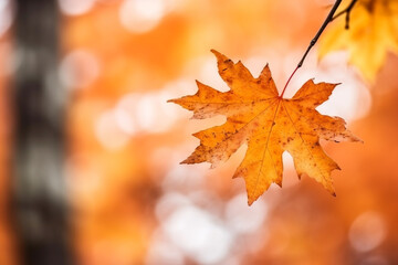 Fototapeta premium Beautiful maple tree with autumn background.Generative Ai.