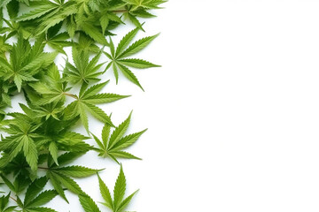 Cannabis leaves on white background.Generative Ai.