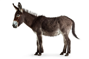 Donkey isolated a on white background.Generative Ai.