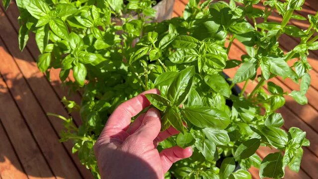 Male hand inspecting basil herb plant before harvesting 