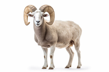 White ram isolated on white background.Generative Ai.