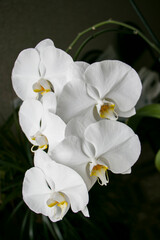 Fototapeta na wymiar Inflorescence of white orchid flowers.