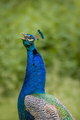 Fototapeta premium A male Indian peafowl with an open beak close-up portrait. A common peafowl 