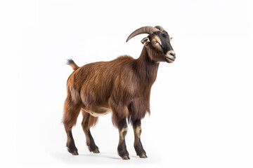 Goat isolated isolate on white background.Generative Ai.