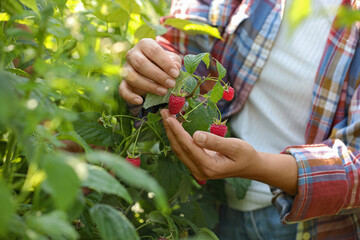 Woman picking ripe raspberries from bush outdoors, closeup