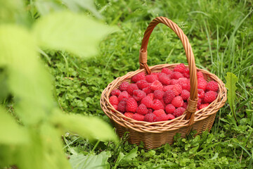 Fototapeta na wymiar Wicker basket with ripe raspberries on green grass outdoors. Space for text