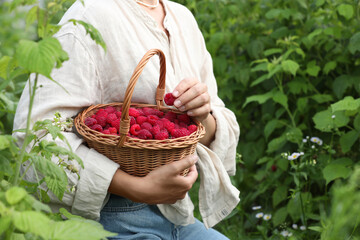 Woman holding wicker basket with ripe raspberries outdoors, closeup. Space for text - Powered by Adobe