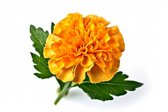 Marigold flower with leaf isolated on white background.Generative Ai.