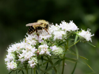 Bumblebee 