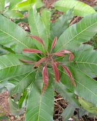 newly growing leaf of mango tree, new leaf is red or brown or pink type.