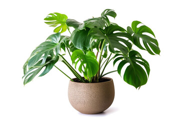 Monstera isolated on white background.Generative Ai.