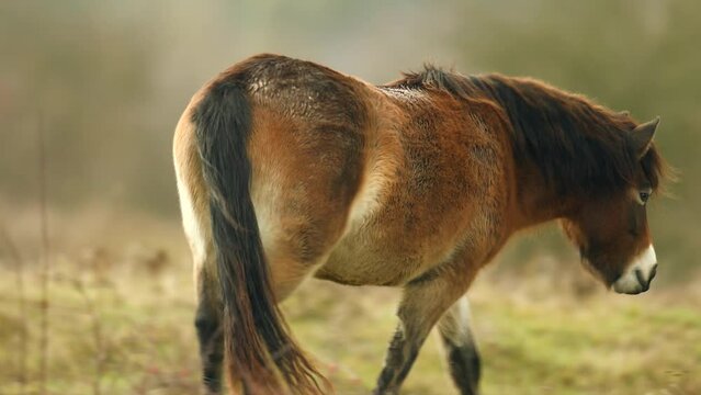 Closeup sunlit wild exmoor pony horse walking around meadow on the middle of pasture area in late autumn nature habitat in Milovice, Czech republic. Protected animals considered as horse ancestor