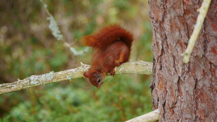 red squirrel sitting on a branch