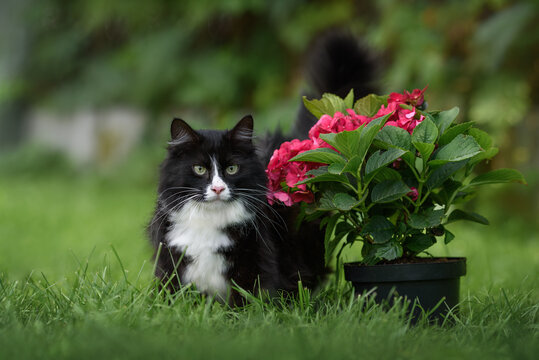 beautiful black and white fluffy cat portrait outdoors in summer