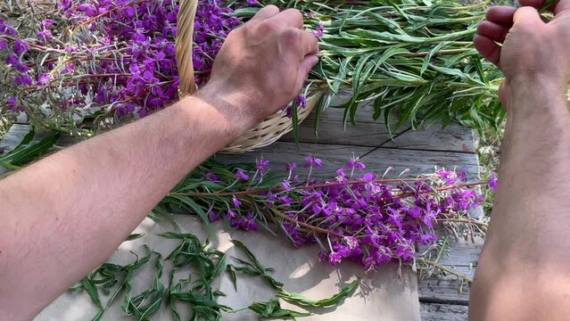 A close-up of men's hands, in which the green leaves of the Russian traditional herb ivan-tea lie. Preparation for fermentation