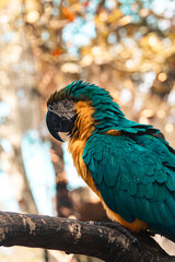 macaw