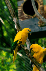 golden conure