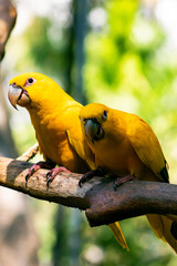golden conure