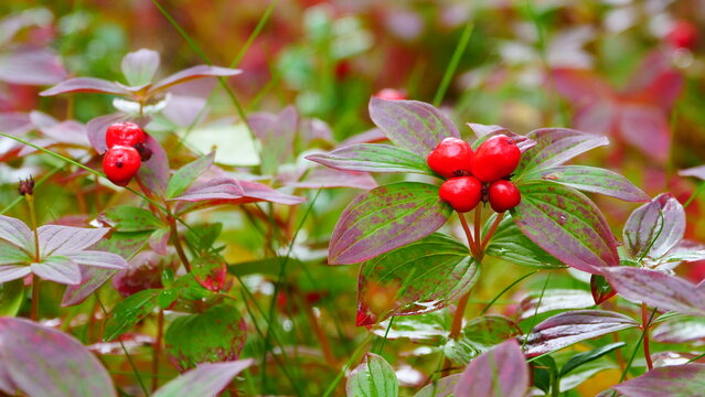 bunchberry (cornus suecica) with red berries