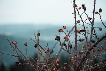 Detail of rose hips with blue background
