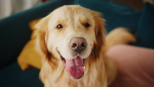 Happy Dog portrait, golden retriever dog portrait at home, beautiful happy smiling close up pet face