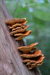 Group of mushrooms Gloeophyllum sepiarium, the rusty gilled polypore on wood