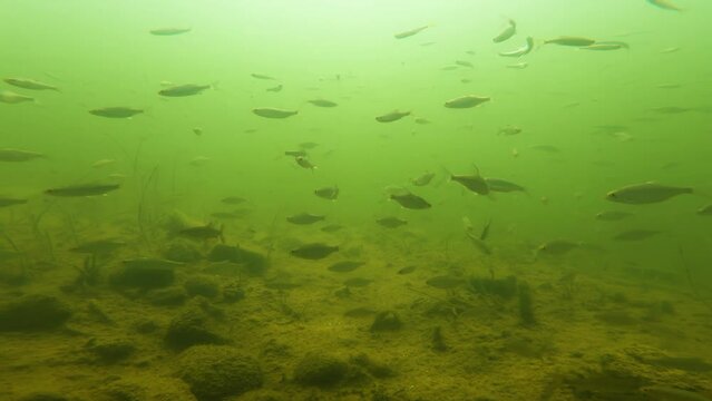 Underwater world Mikolajskie Lake. Mikolajki, Poland