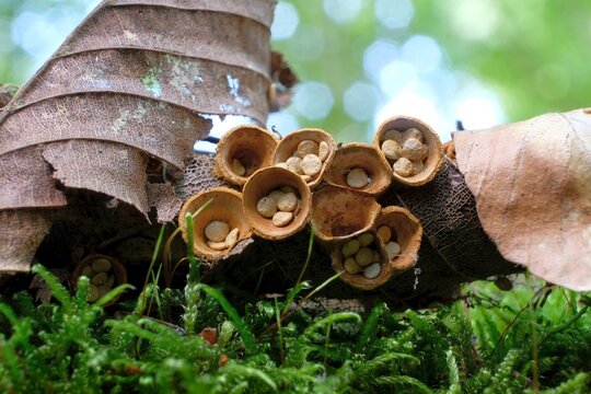 Amazing little mushrooms, like cup with pebbles - Crucibulum laeve, bird's nest fungi. It is arboreal mushroom.