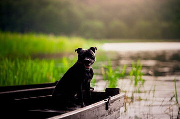 Pies na łódce 