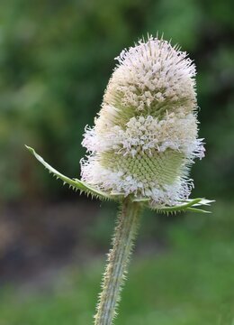 white flowers of  wild teasel-Dipsacus silvestris close up