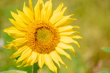 yellow sunflower in the wild