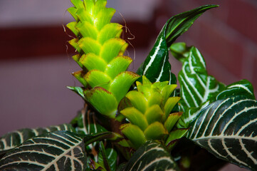 aphelandra flower. flowering nature tropic bract. macro flowering aphelandra plant. green exotic flower. natural flower plant. flora nature houseplant. blooming inflorescence flower in nature