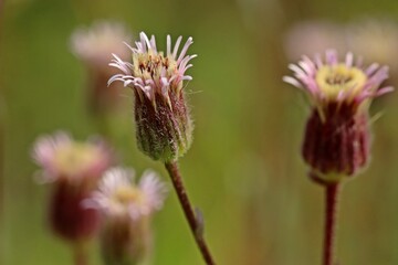  Spätes Berufkraut (Erigeron muralis)
