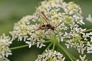 Echte Blattwespe (Tenthredo) auf Wilder Möhre (Daucus carota)