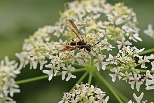 Echte Blattwespe (Tenthredo) auf Wilder M&ouml;hre (Daucus carota)