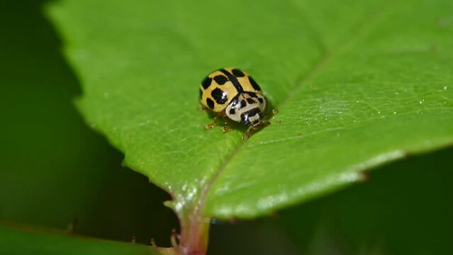 14-Spot Ladybird (Propylea quattuordecimpunctata) walking across a leaf. May,  Kent, UK. [Slow motion x5]