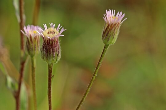  Sp&auml;tes Berufkraut (Erigeron muralis)