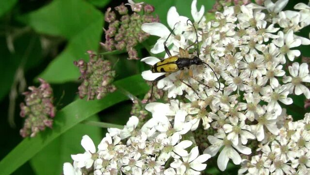 Spotted Longhorn Beetle (Rutpela maculata) feeding on and pollinating an umbellifer / cow parsley flowerhead. Kent, UK.[Slow motion x10]
