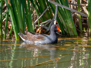 Common Gallinule in a Texas Marsh