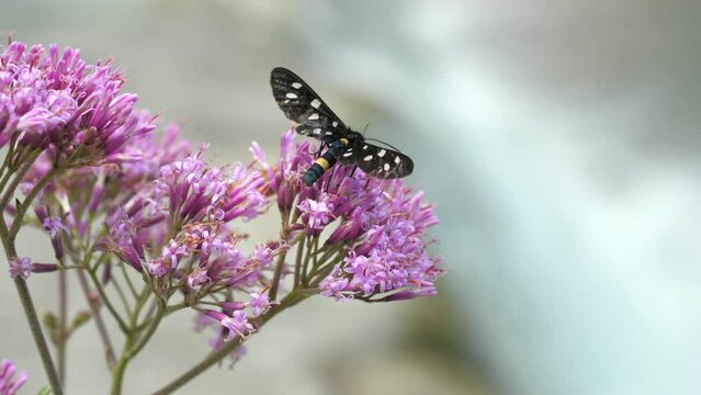 Beterfly zygaena filipendulae perched on a pink flower, waterfall is falling in background